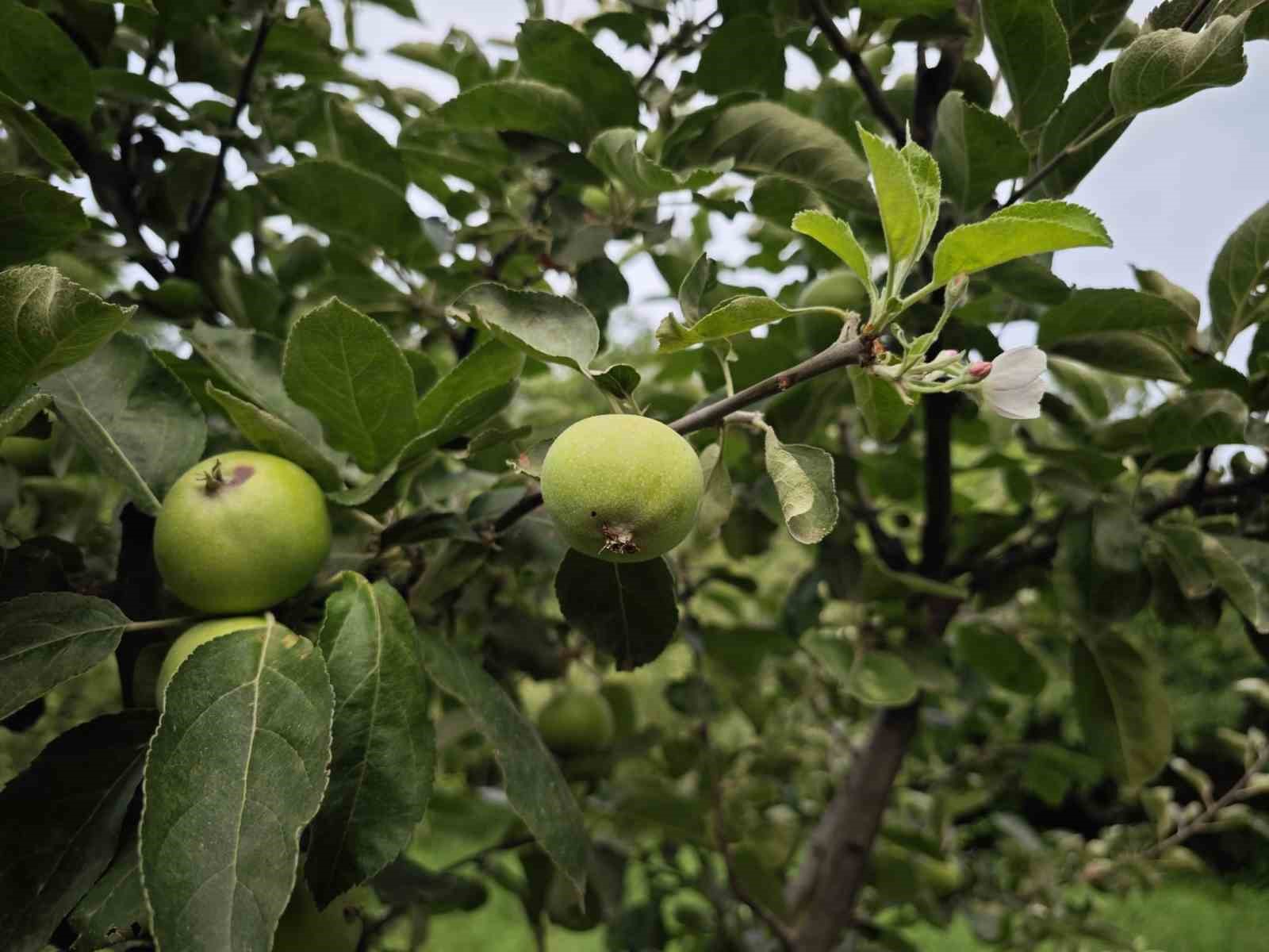 Meyve veren ağaç aynı zamanda çiçek açtı
