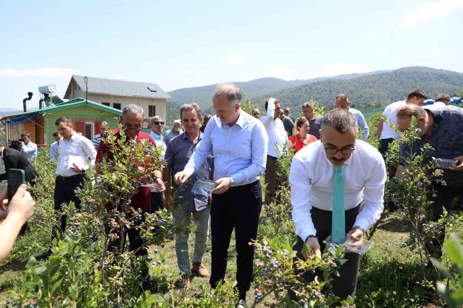 İnegöl’de yaban mersi hasadı başladı
