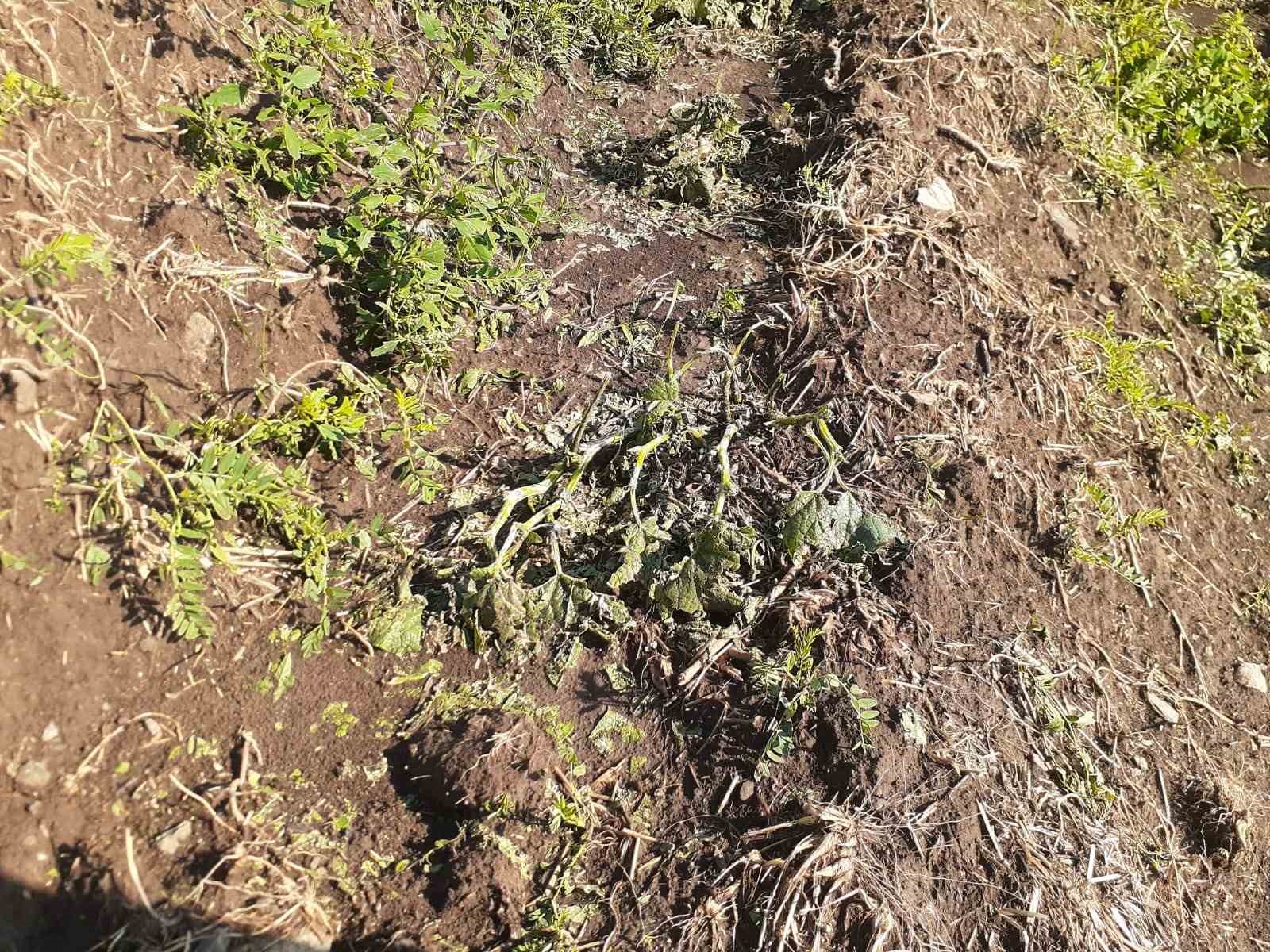 Tunceli’de yıldırım isabet eden 2 kişi yaralandı
