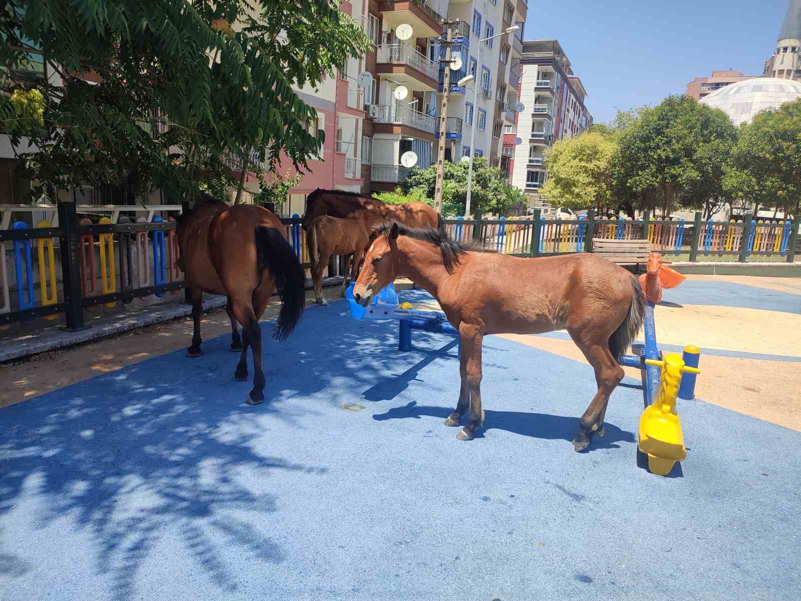 Yılkı atları çocuk parkını sevdi
