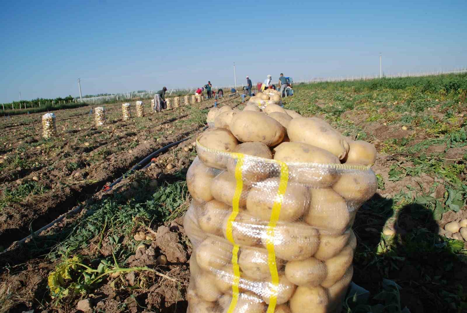 Niğde’de yazlık patates ekimi yüzde 200 arttı
