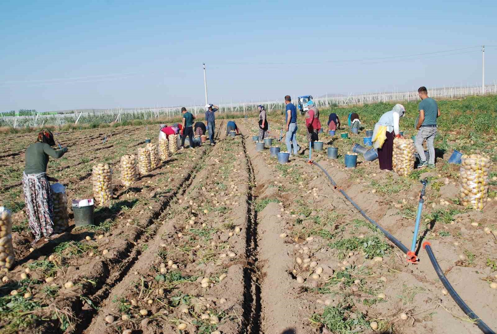 Niğde’de yazlık patates ekimi yüzde 200 arttı
