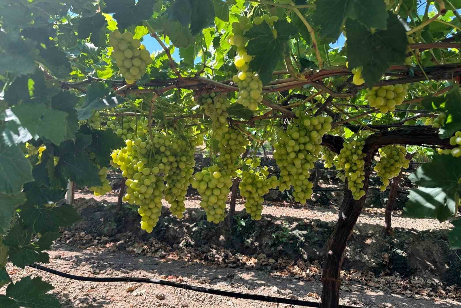 Superior Seedless üzüm çeşidi için 2024 yılı hasat ve ihraç tarihleri belirlendi
