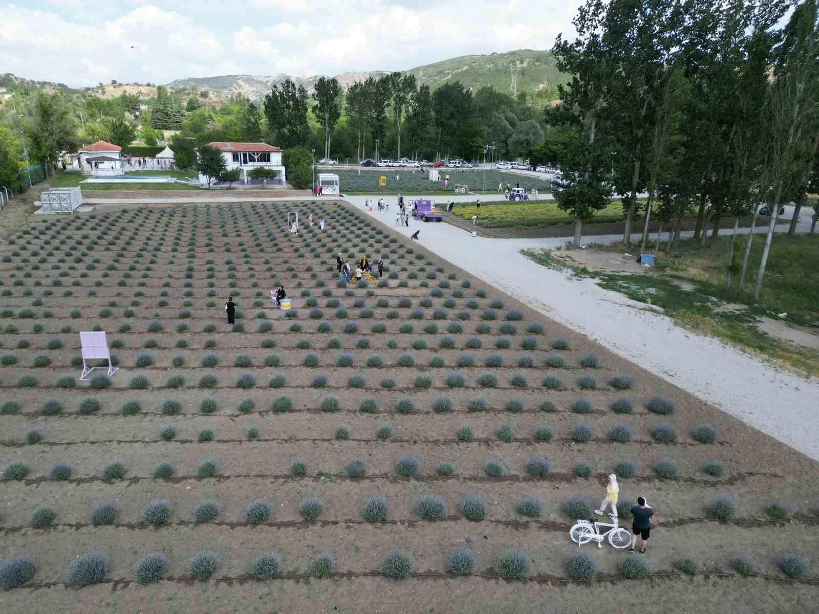 Lavanta bahçesi şehrin gözde mekanı oldu
