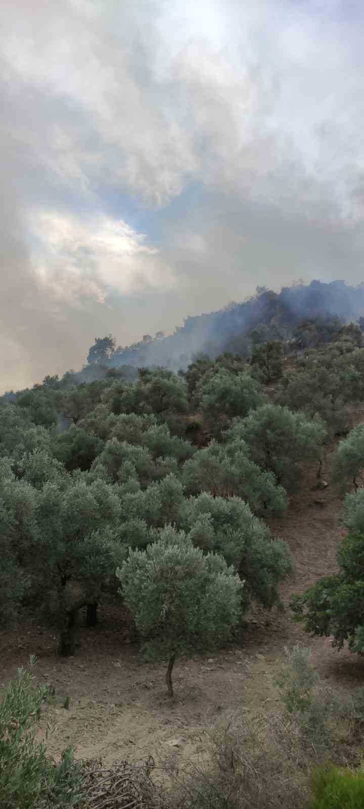 Aydın’da orman yangını: Havadan ve karadan müdahale ediliyor
