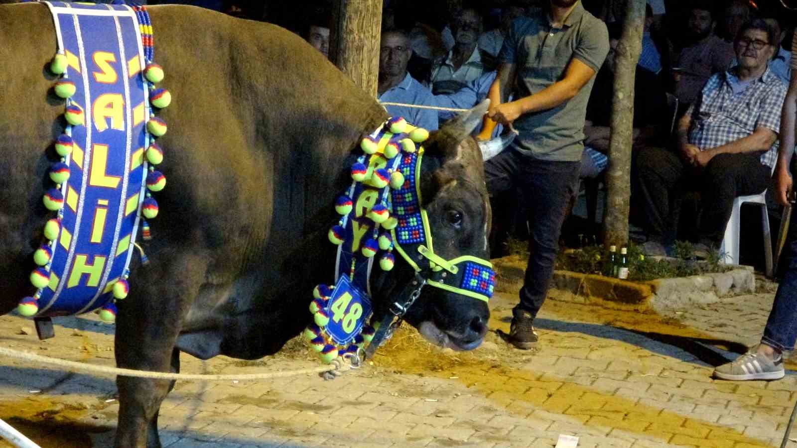 Muğla’da boğalar güreş öncesi görücüye çıkarıldı
