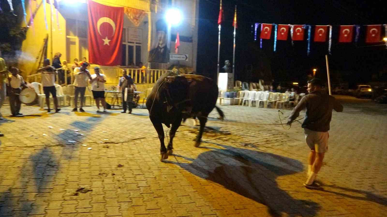 Muğla’da boğalar güreş öncesi görücüye çıkarıldı
