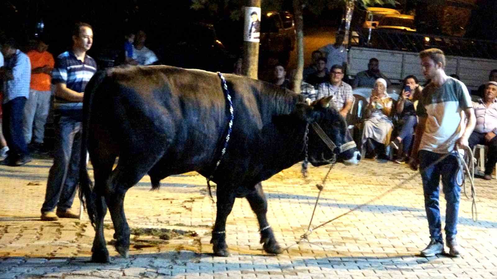 Muğla’da boğalar güreş öncesi görücüye çıkarıldı
