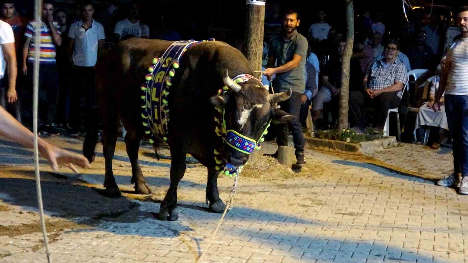 Muğla’da boğalar güreş öncesi görücüye çıkarıldı
