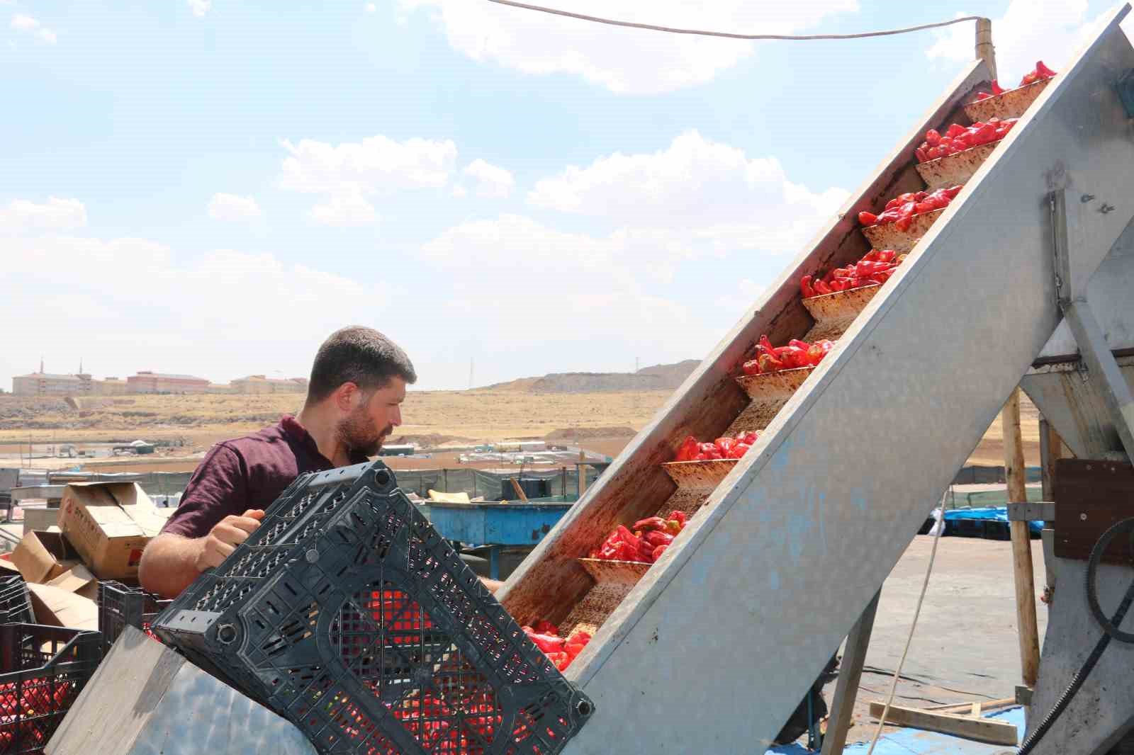 Şanlıurfa’da isotun acı serüveni başladı
