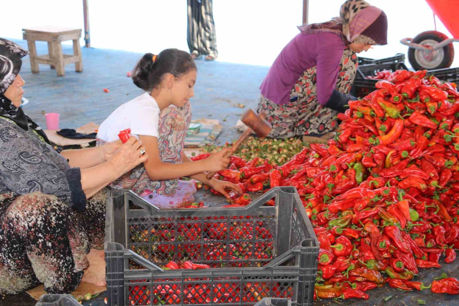 Şanlıurfa’da isotun acı serüveni başladı
