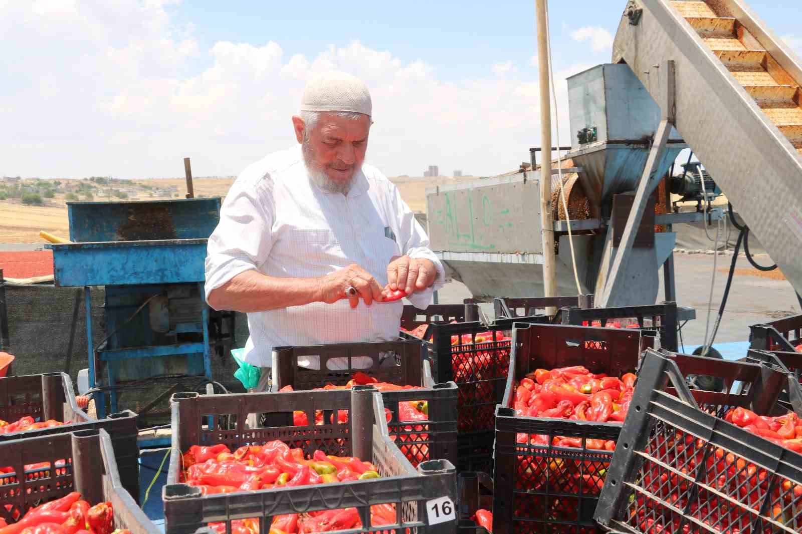 Şanlıurfa’da isotun acı serüveni başladı
