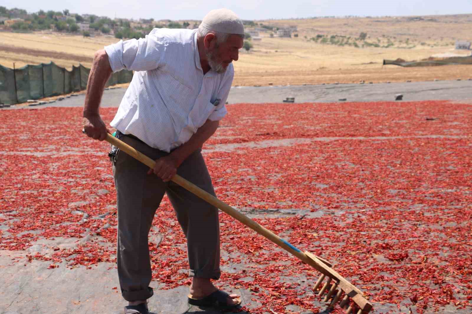 Şanlıurfa’da isotun acı serüveni başladı
