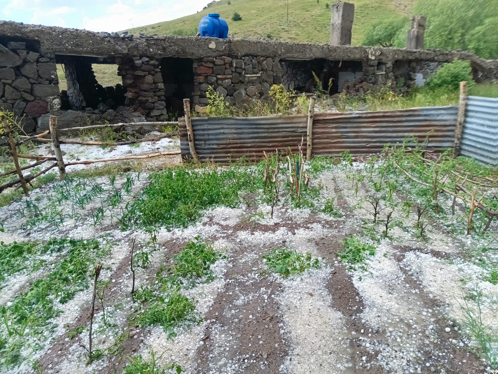 Tunceli’de dolu ve sağanak ekili alanlara zarar verdi
