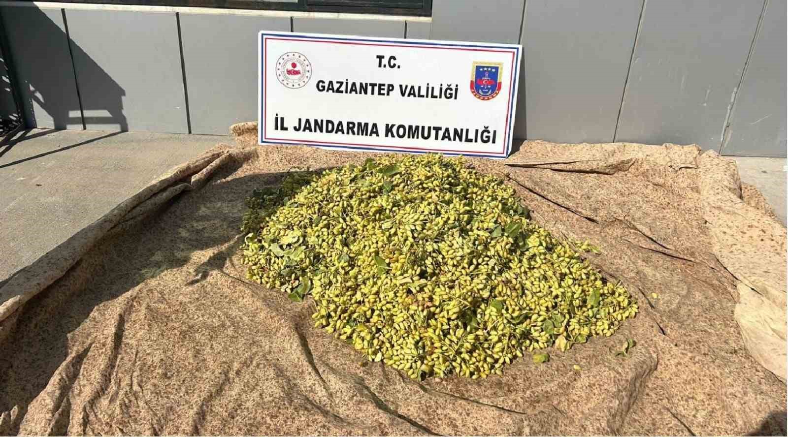 Jandarmadan “yeşil altın” nöbeti
