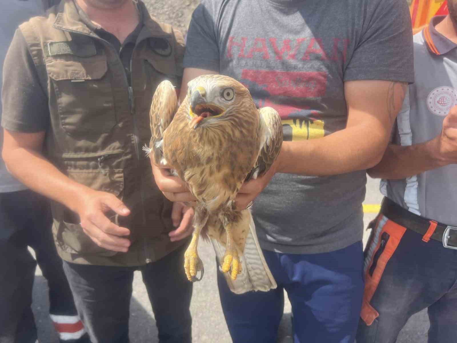 Kars’ta Kızıl Şahin tedavi altına alındı
