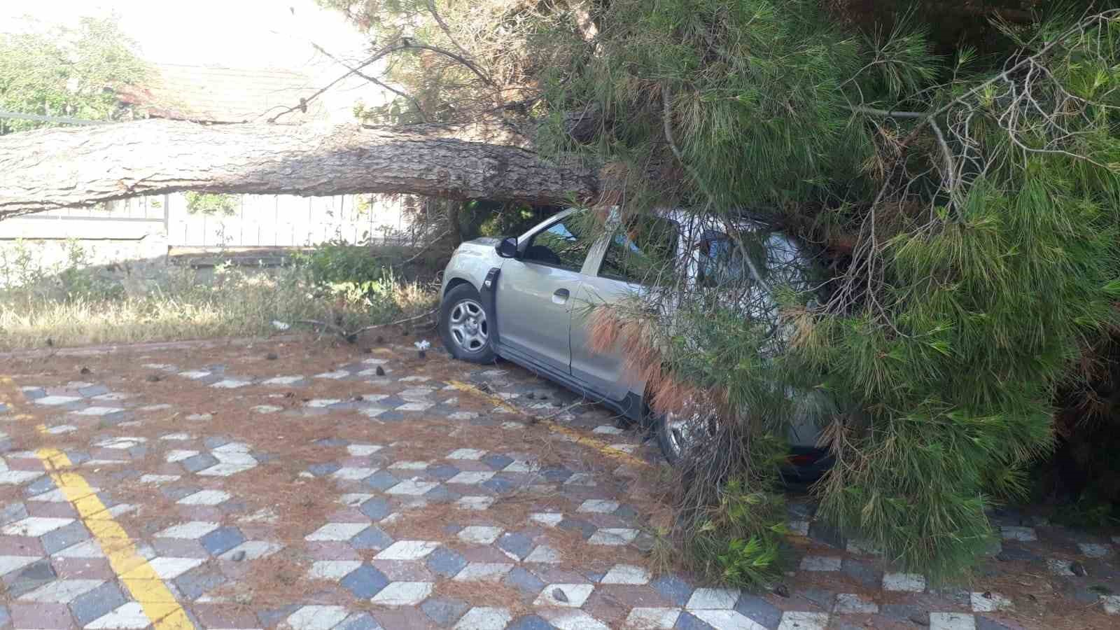 Koca çam ağacı aracın üzerine devrildi
