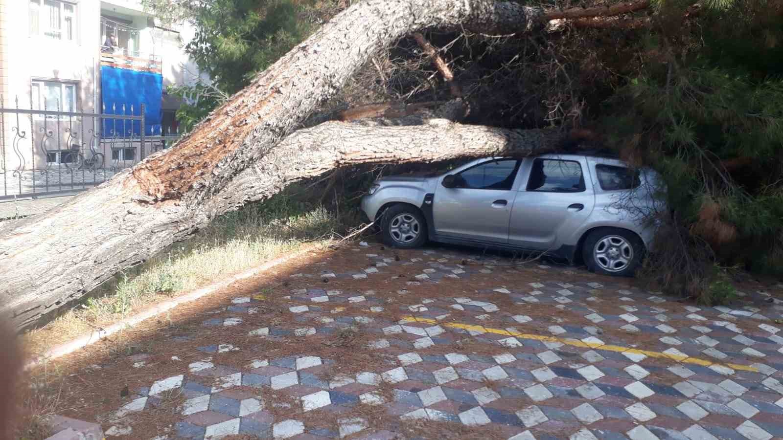 Koca çam ağacı aracın üzerine devrildi
