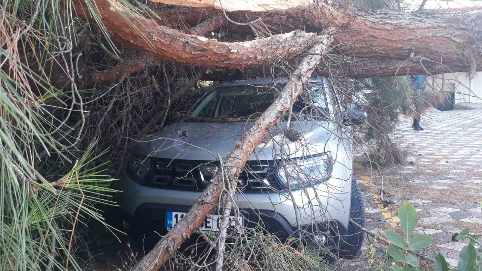 Koca çam ağacı aracın üzerine devrildi
