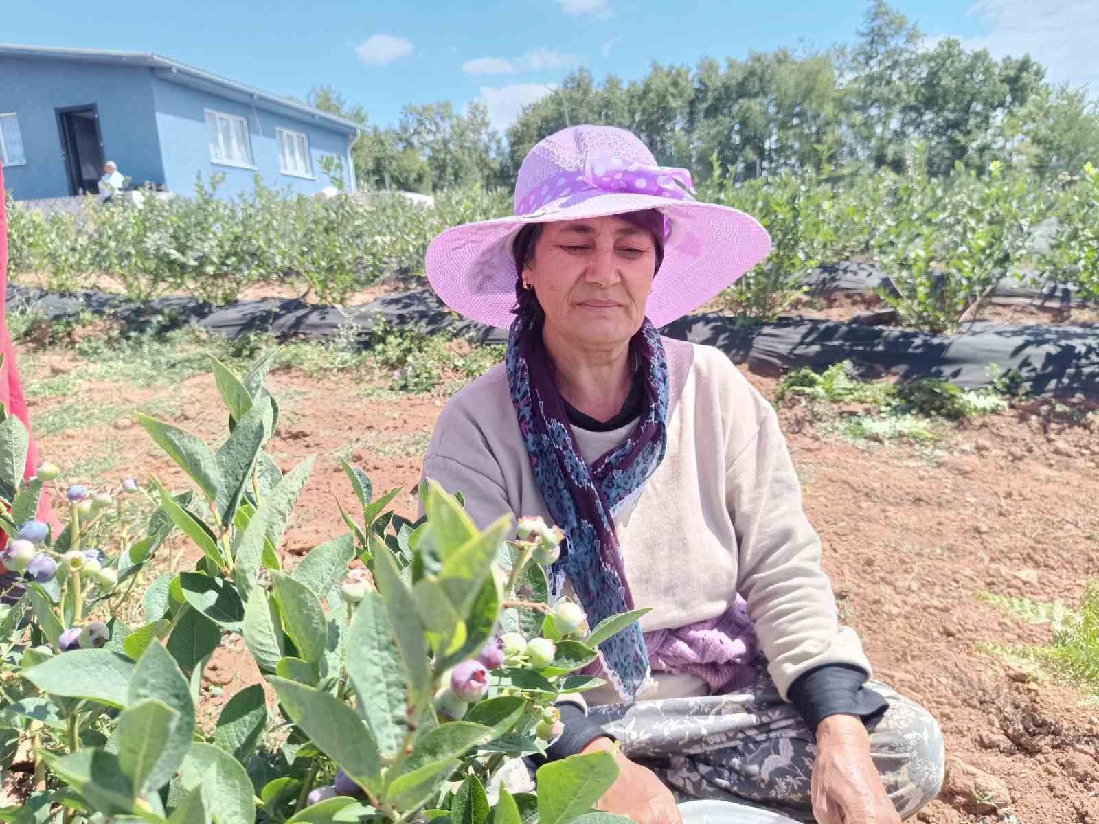 3 yıl önce kurak bir araziye deneme amaçlı ekildi, şimdi köyün geçim kaynağı oldu
