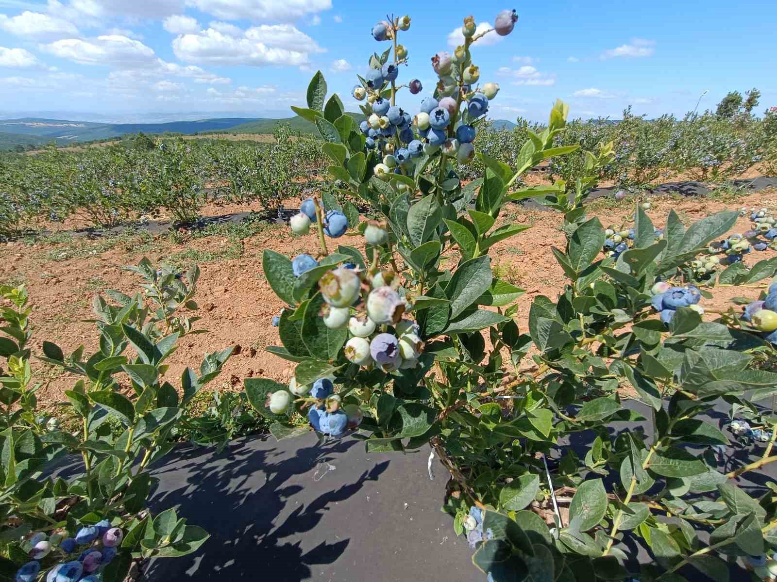 3 yıl önce kurak bir araziye deneme amaçlı ekildi, şimdi köyün geçim kaynağı oldu
