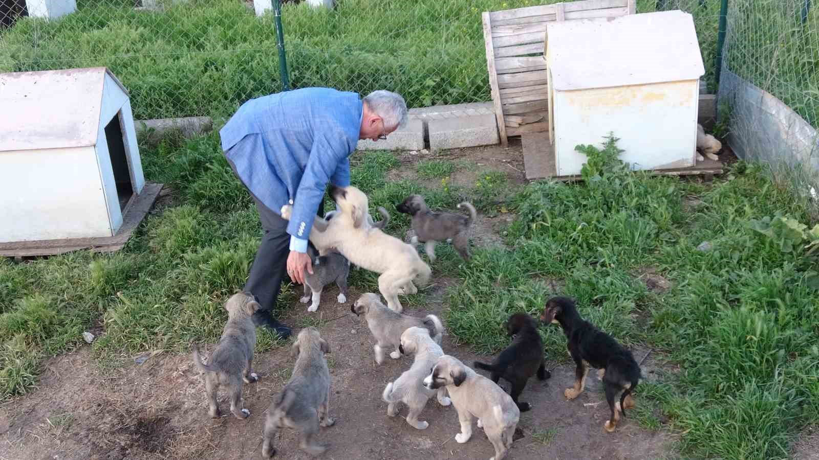 Yozgat’ta sokak hayvanları için 