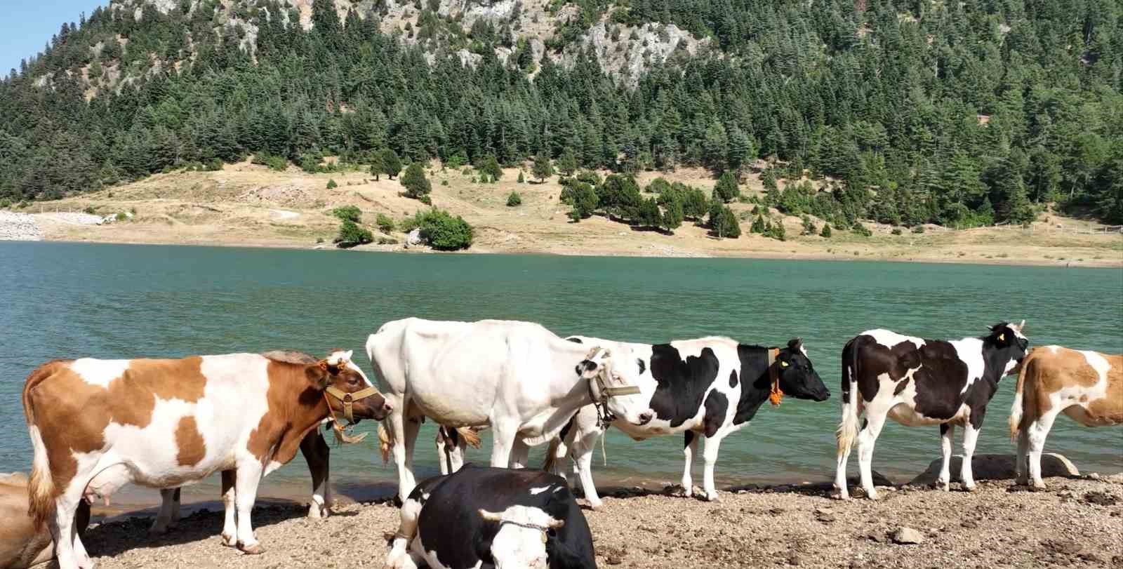 Sıcaktan bunalan inekler gölette serinledi
