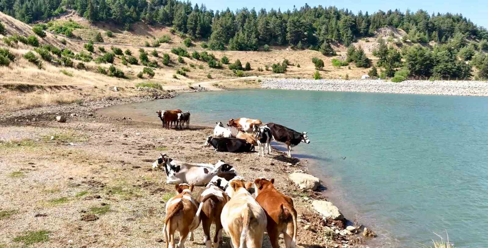 Sıcaktan bunalan inekler gölette serinledi
