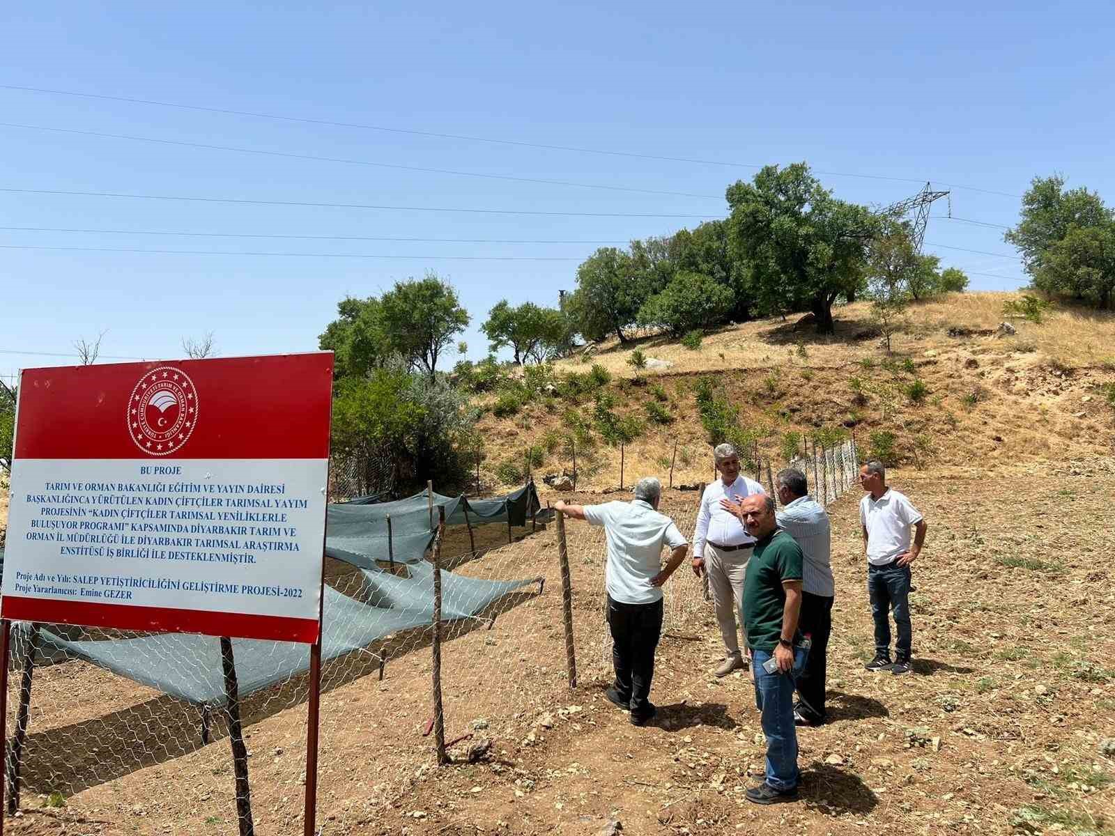 Siirt’te salep üretimi yapılacak
