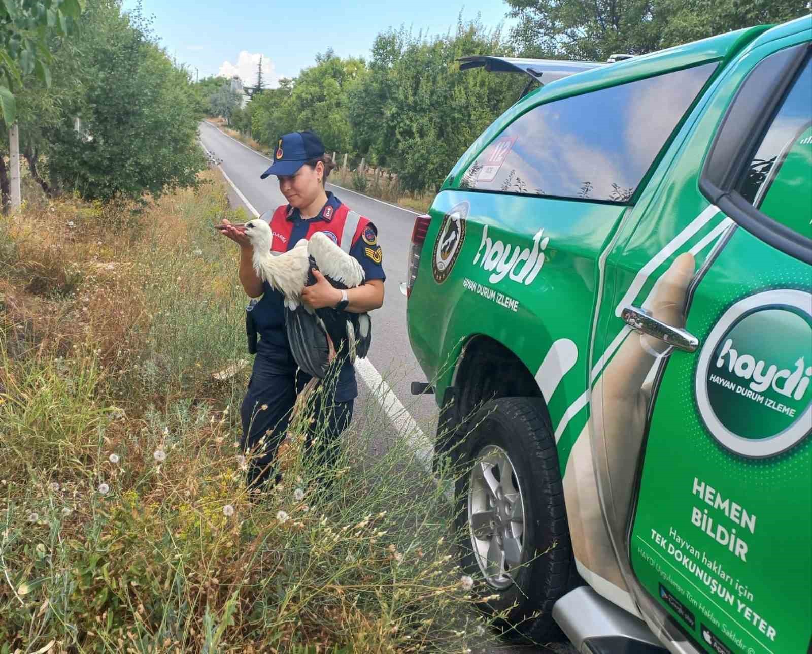 Elazığ’da yaralı leylek, koruma altına alındı
