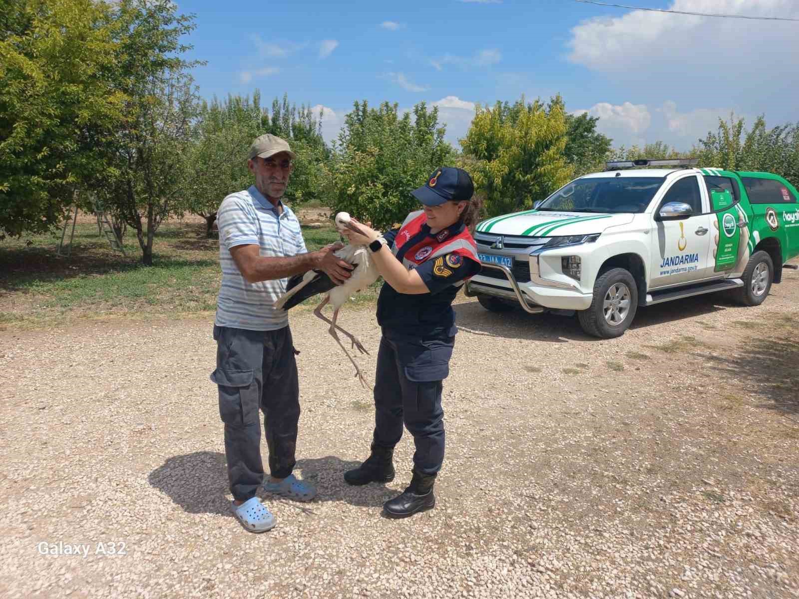 Elazığ’da yaralı leylek, koruma altına alındı
