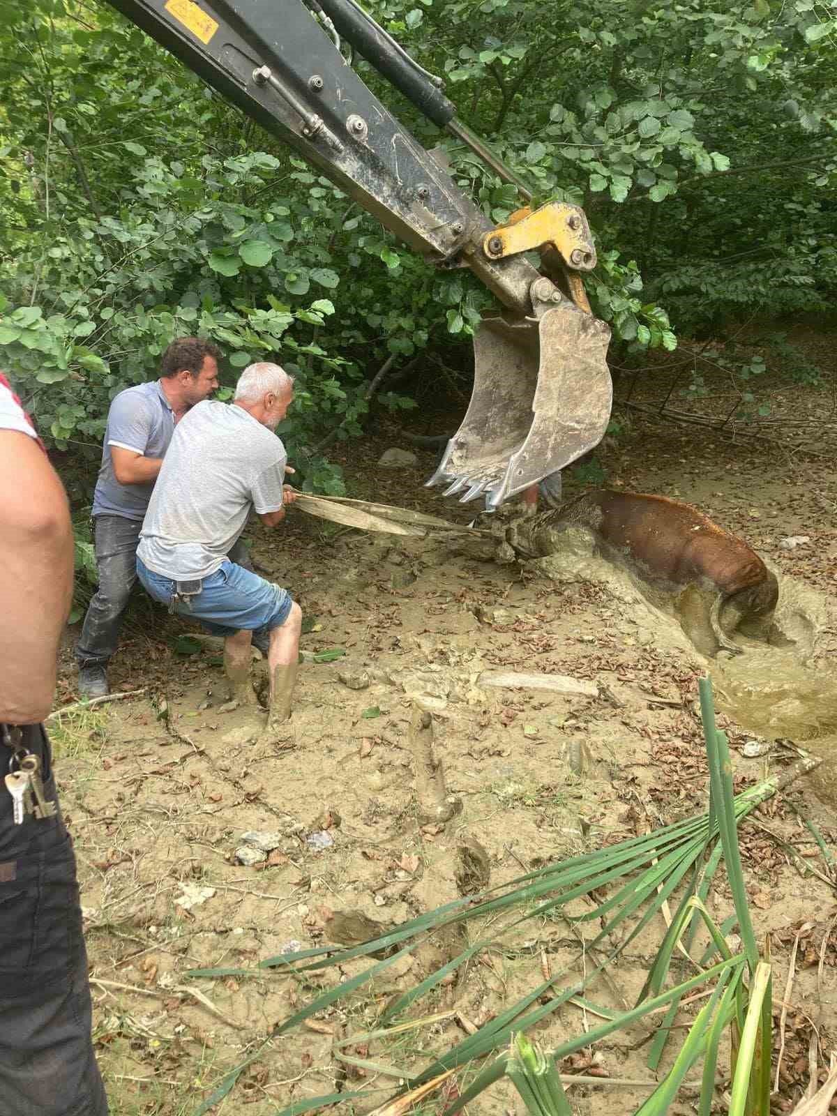 Çamura saplanan ineği ekipler kurtardı
