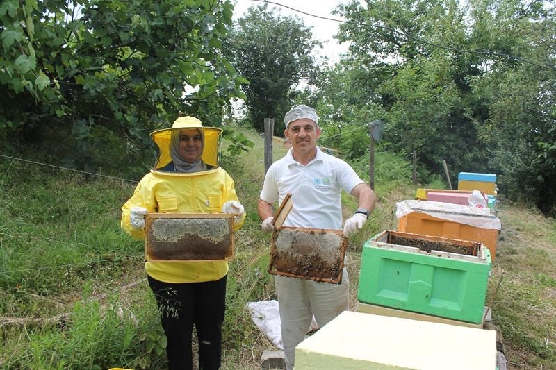 Kestane balı sağımı başladı
