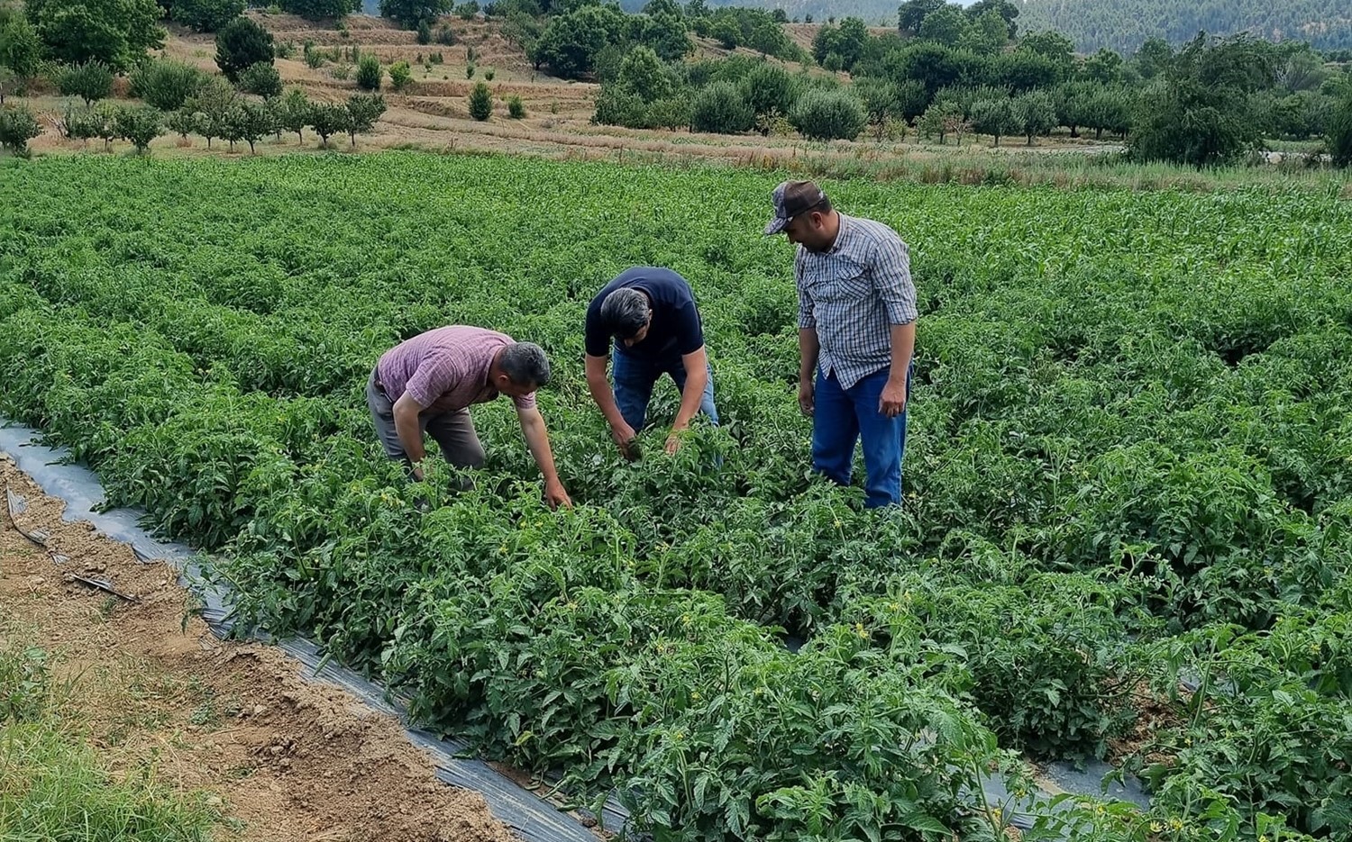 Kuyucak’ta proje kapsamında dağıtılan domates fideleri kontrol edildi
