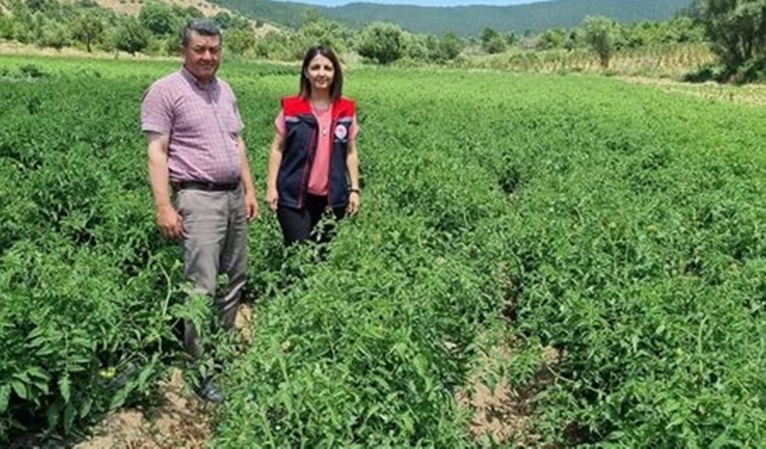 Kuyucak’ta proje kapsamında dağıtılan domates fideleri kontrol edildi
