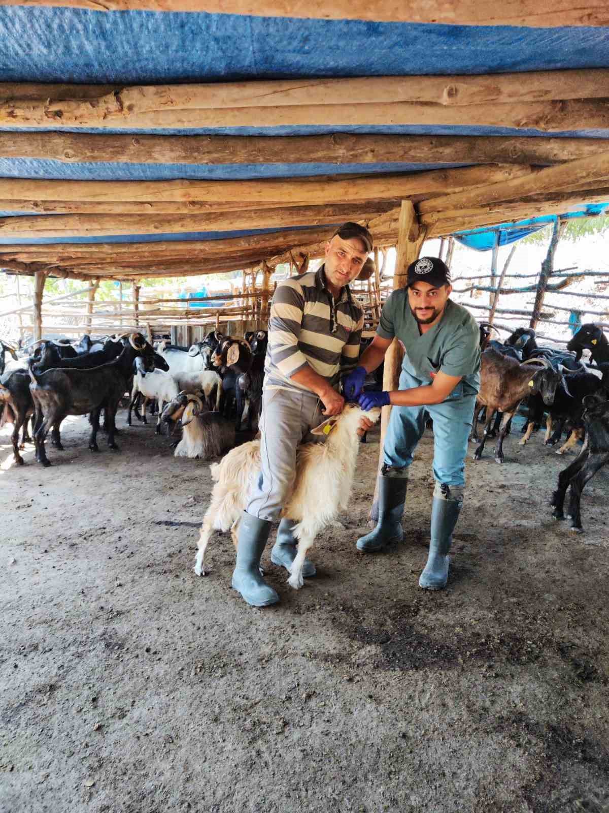 Efeler’de küçükbaş hayvanlar hastalıklara karşı aşılanıyor
