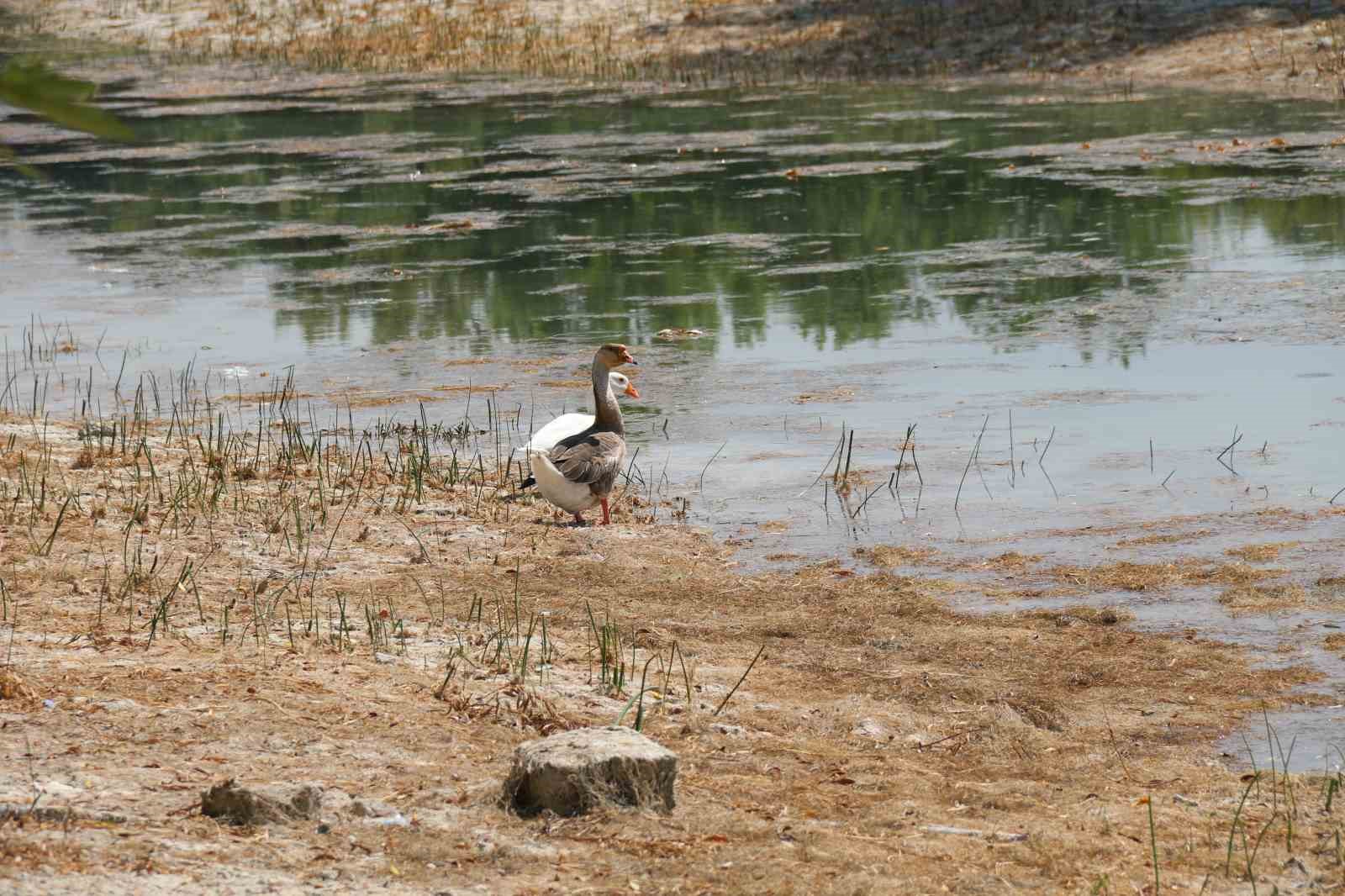 Sakarya Nehri’nin doğduğu Sakaryabaşı’nda sular çekildi
