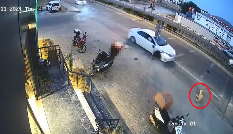 Kazada 2 otomobil arasında kalan köpek kıl payı kurtuldu
