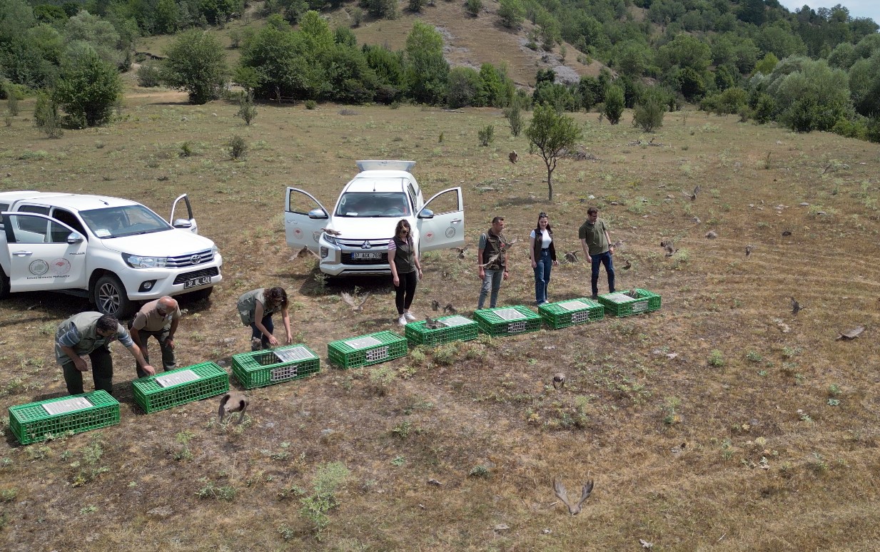 Kastamonu’da doğaya 900 keklik salındı
