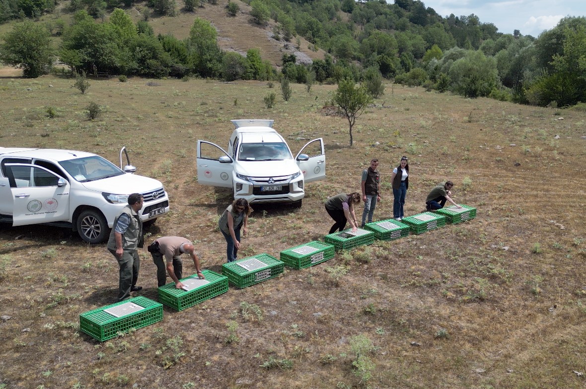 Kastamonu’da doğaya 900 keklik salındı
