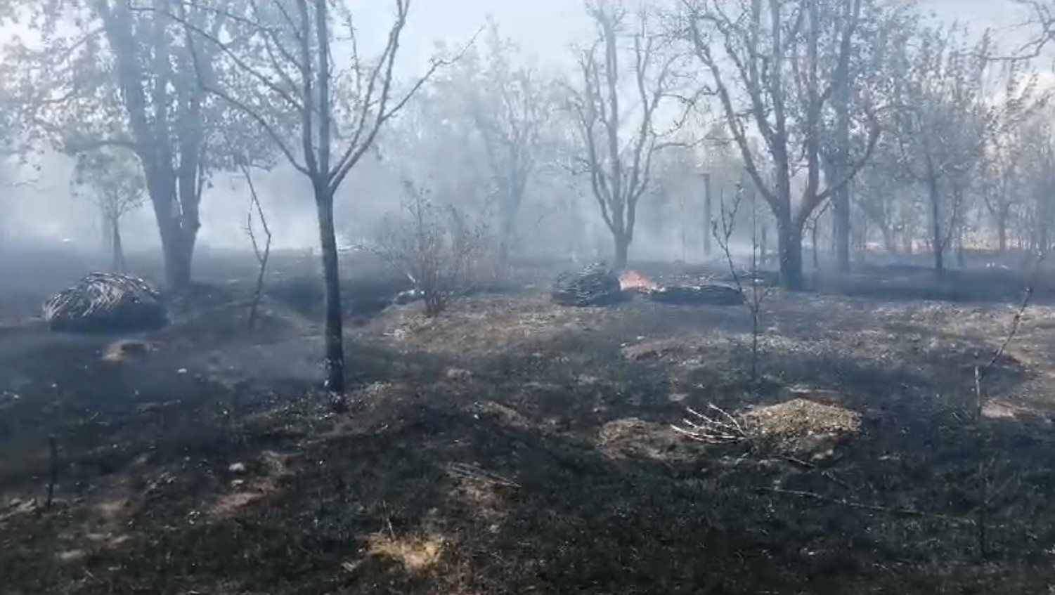 Isparta’da meyve bahçesinde çıkan yangında ağaçlar ve samanlar kül oldu
