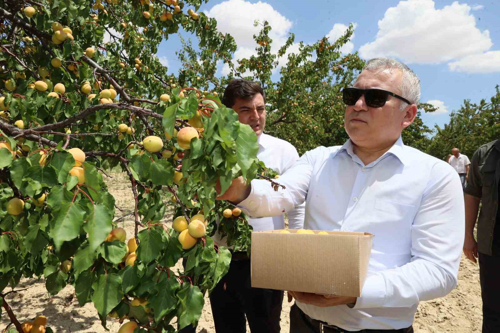 Rekolte arttı, altın sarısında hasat başladı
