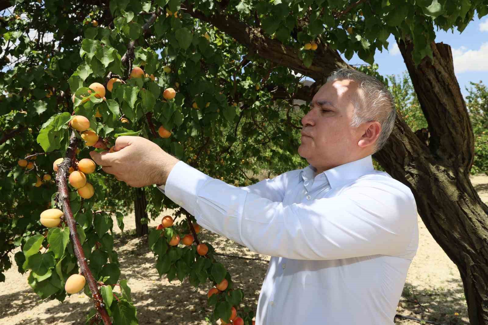 Rekolte arttı, altın sarısında hasat başladı
