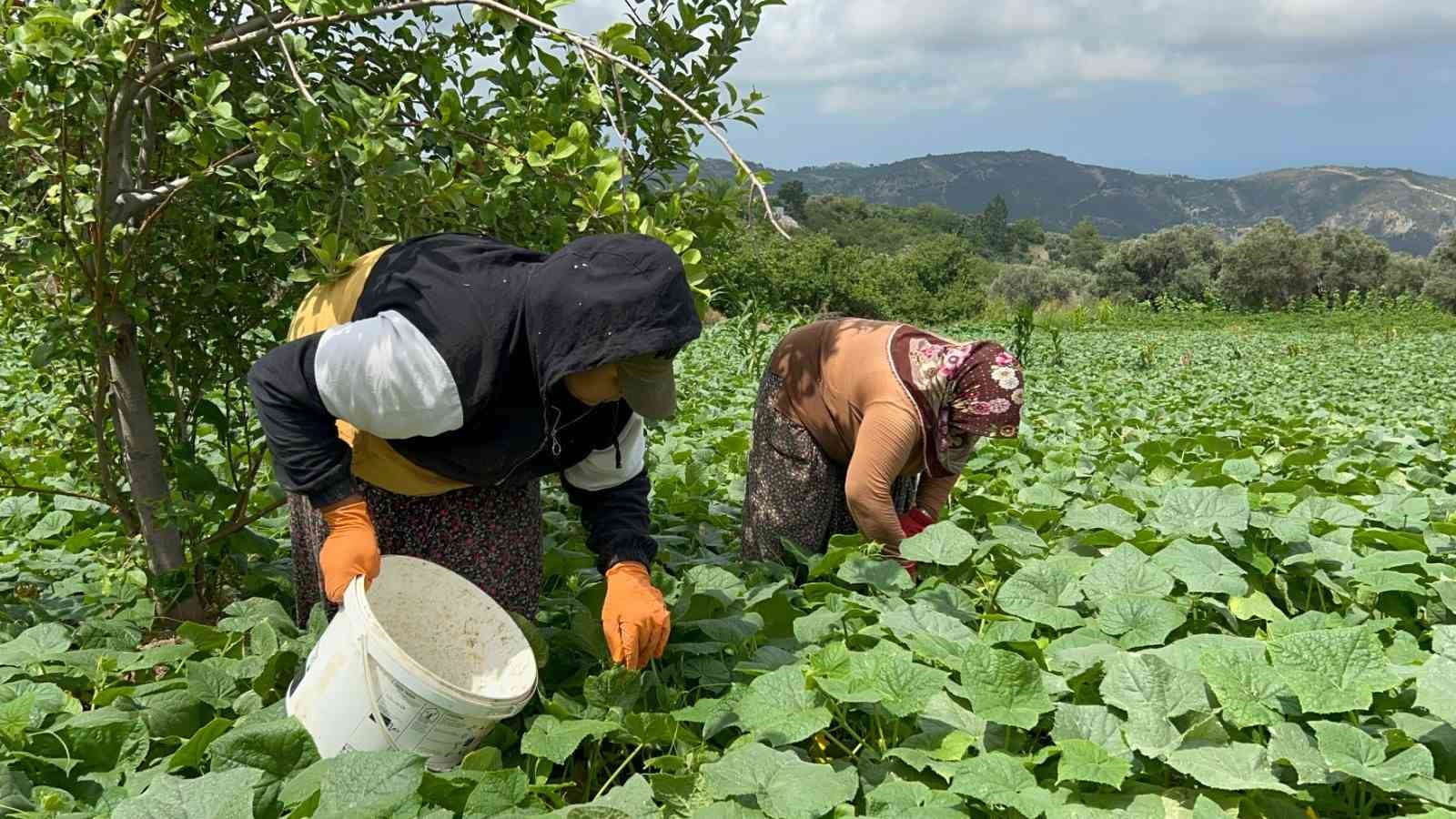 Kavurucu sıcakta 700 TL yevmiyeyle yapılan zorlu hasatta salatalık tarladan 5 TL’den alıcı buluyor
