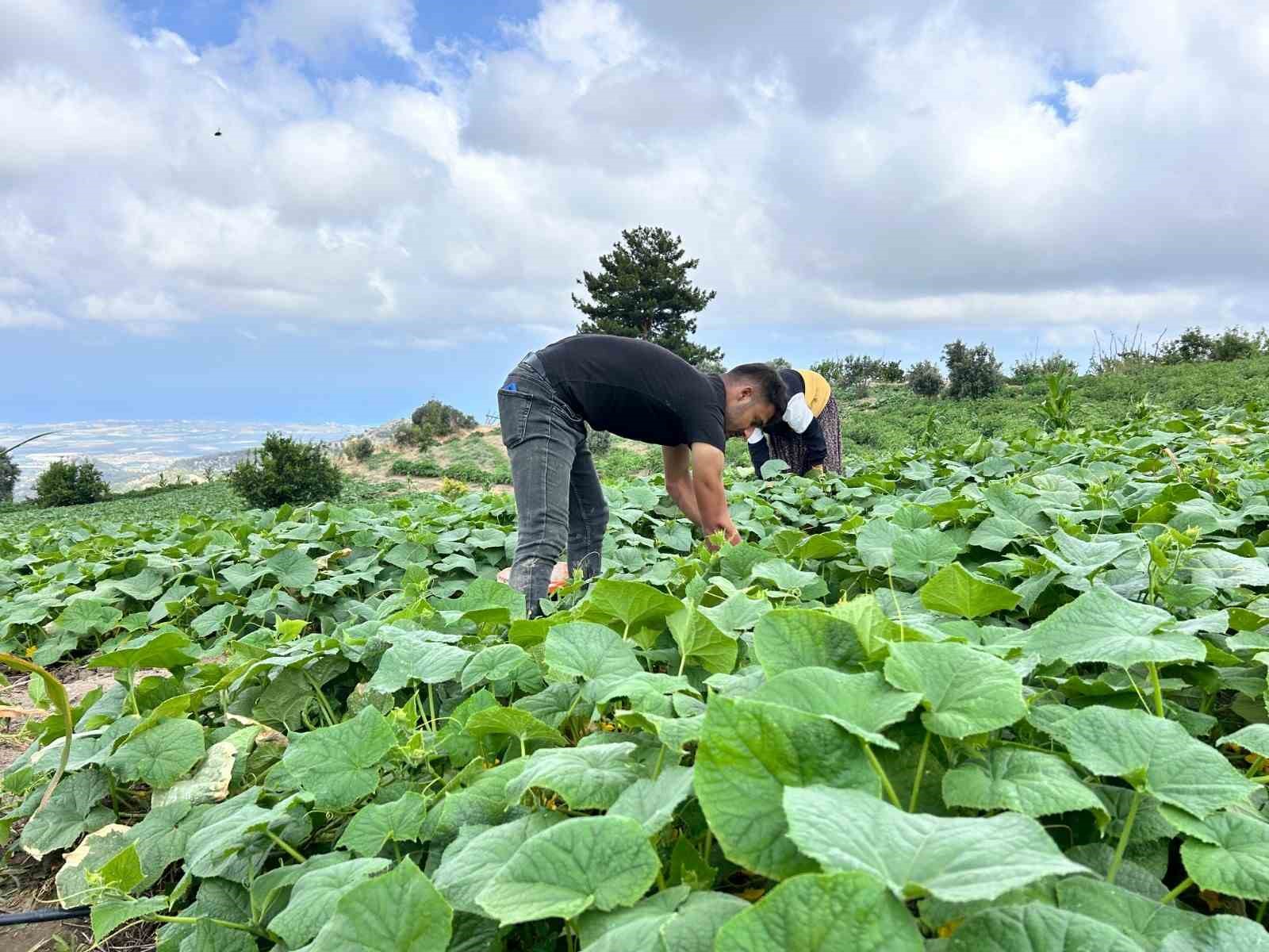 Kavurucu sıcakta 700 TL yevmiyeyle yapılan zorlu hasatta salatalık tarladan 5 TL’den alıcı buluyor
