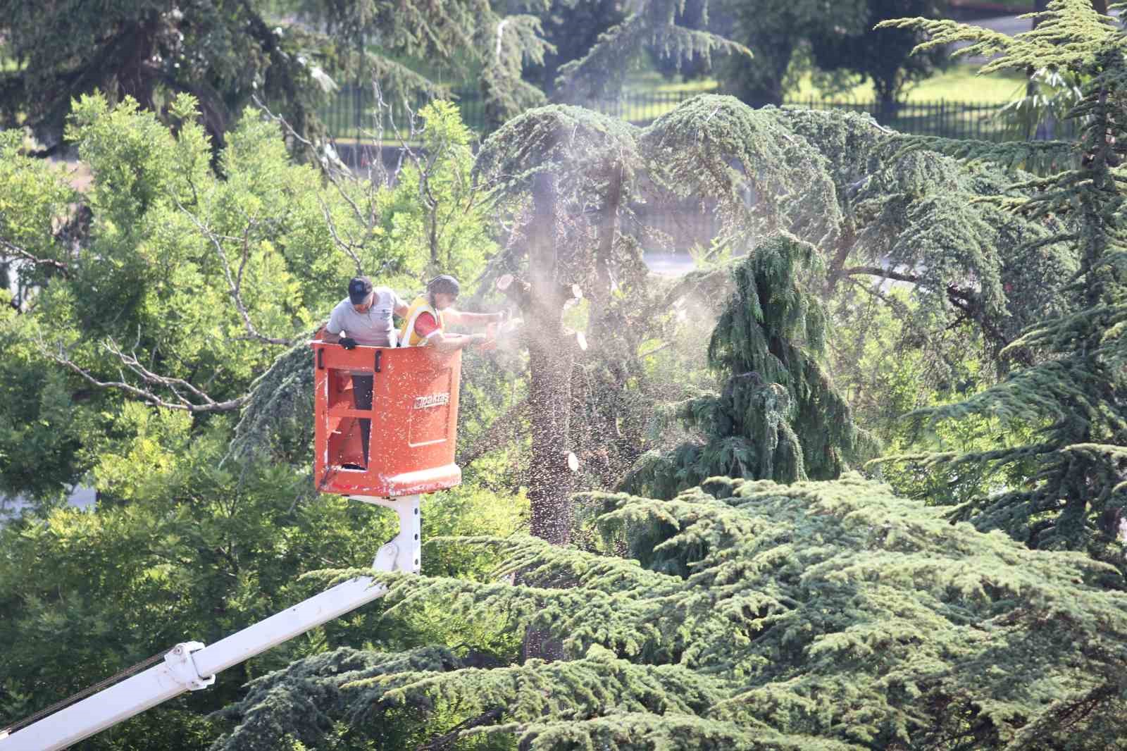 Anıtpark’ta kuruyan ağaçlar kesildi
