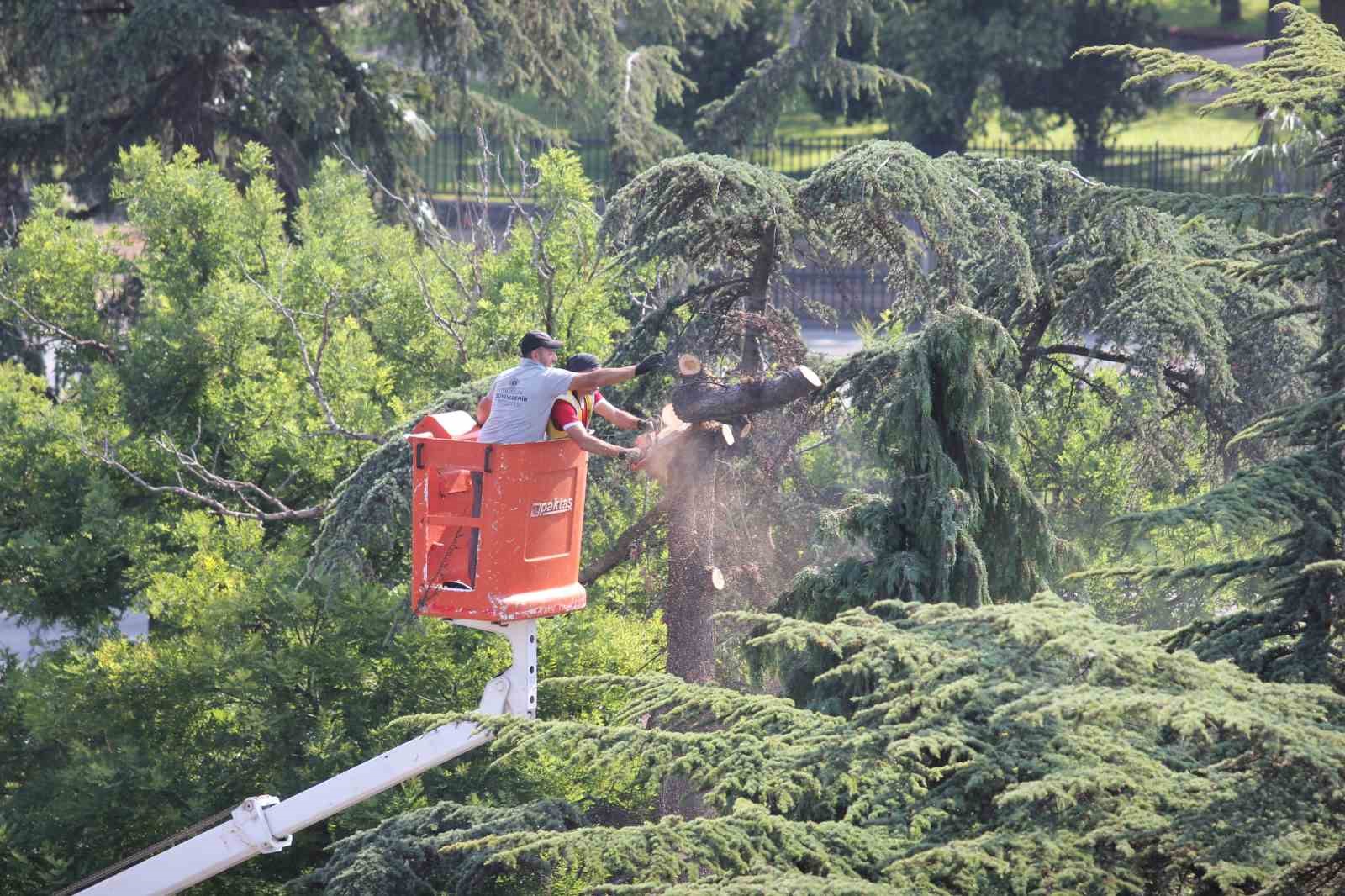 Anıtpark’ta kuruyan ağaçlar kesildi
