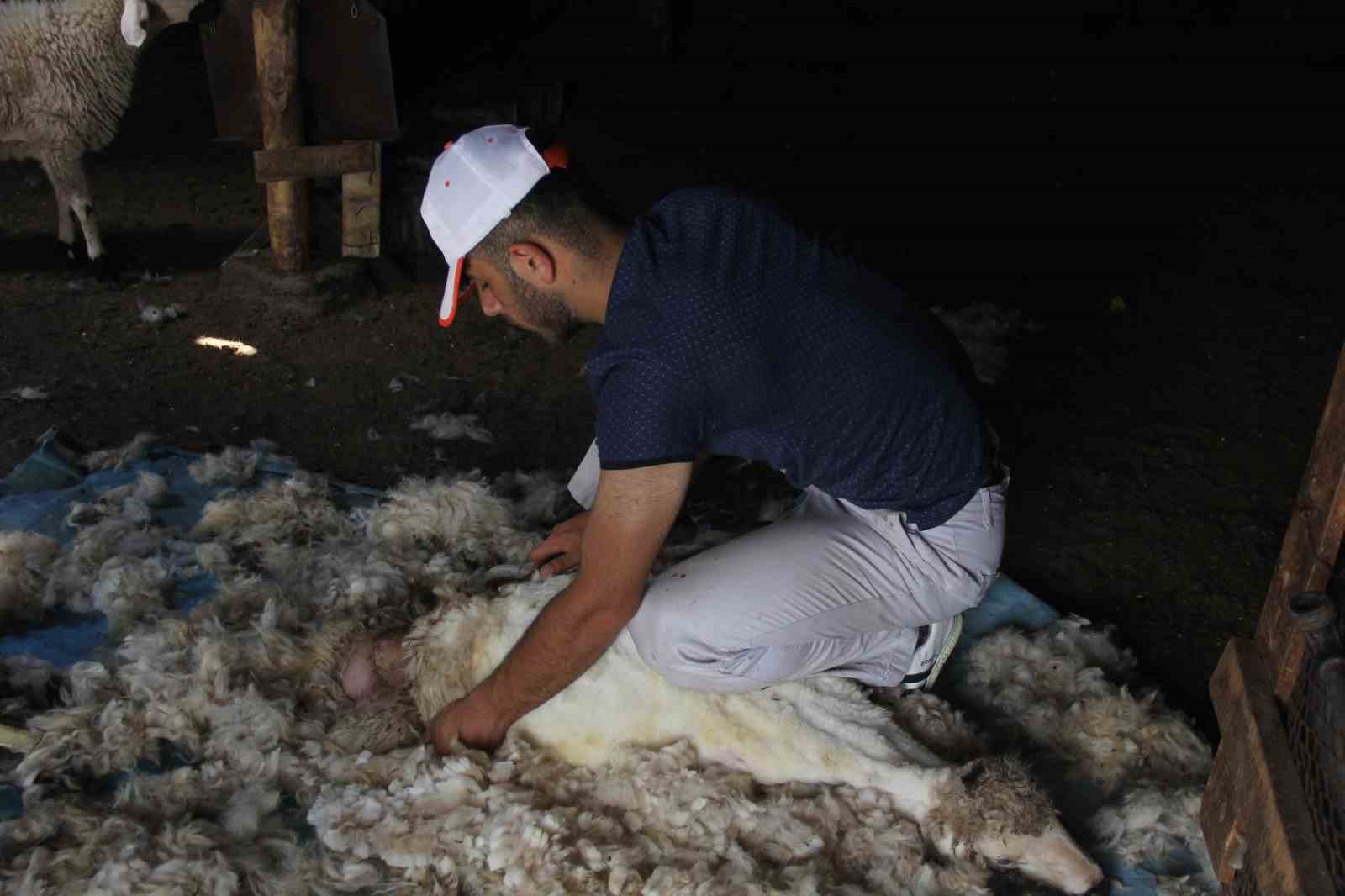 Havaların ısınmasıyla koyun kırkma mesaisi başladı
