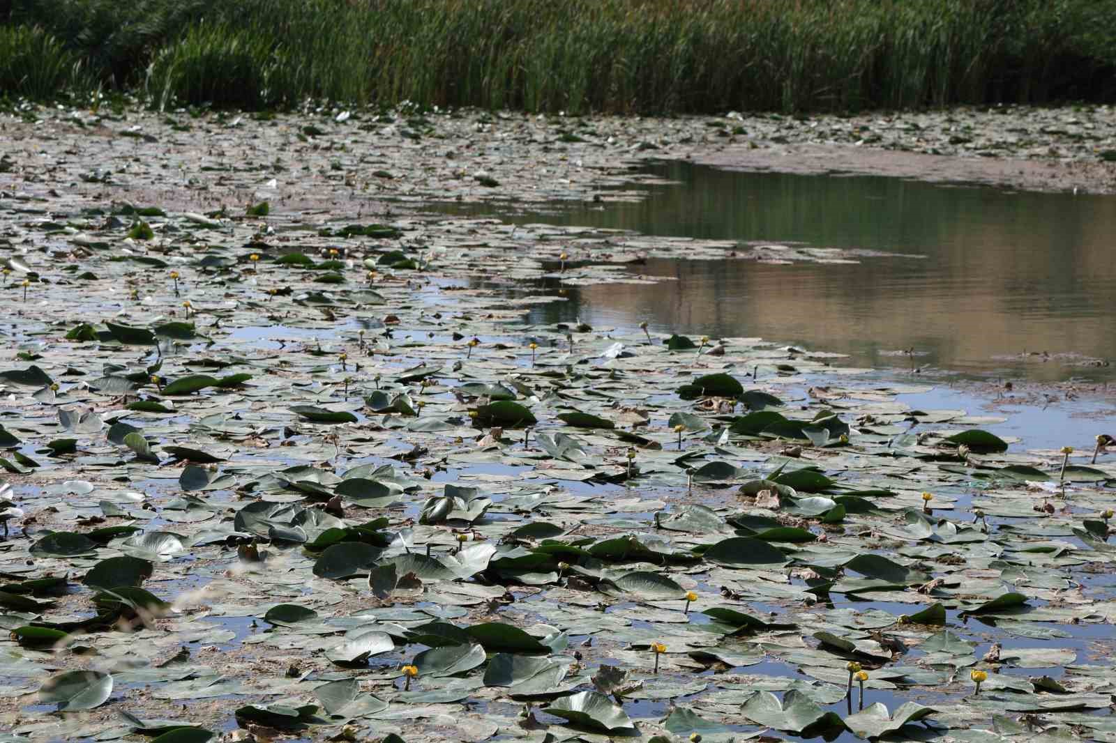 Göldeki nilüfer çiçeklerini koparmanın cezası 150 bin lira
