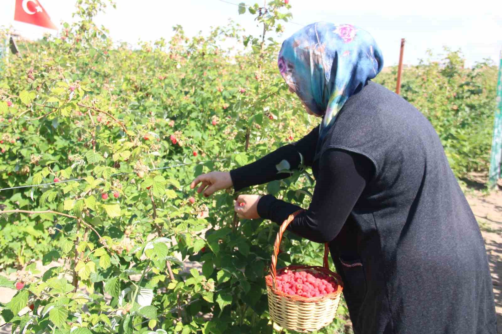 ’Olmaz’ denileni hobi olarak yaptı, Kayseri’deki tek ahududu bahçesini kurdu
